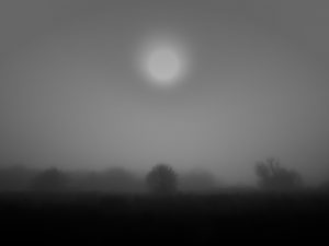Misty Trees 1