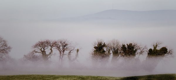 Misty Trees 2