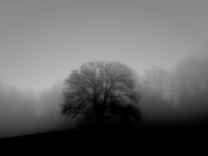 Misty Trees 5